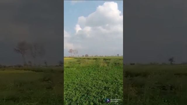 Field of Chak number 24/Gd Okara смотреть онлайн