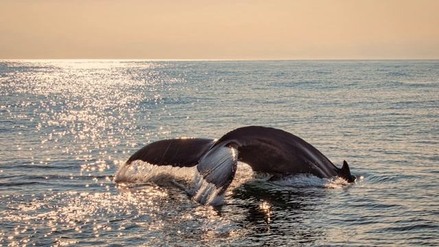 Lisa Gerrard. Biking Home (Whale Rider Soundtrack)