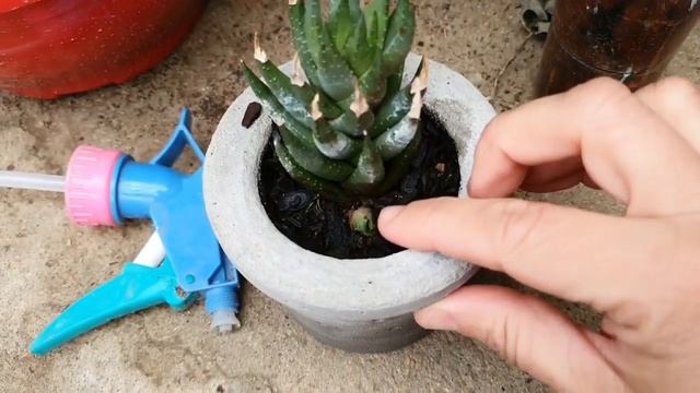 Van Vlog Produção da Semana + Como estão as Suculentas