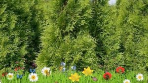 Туя западная Брабант ? Обзор: посадка и уход. саженцы, крупномеры туи: описание и особенности