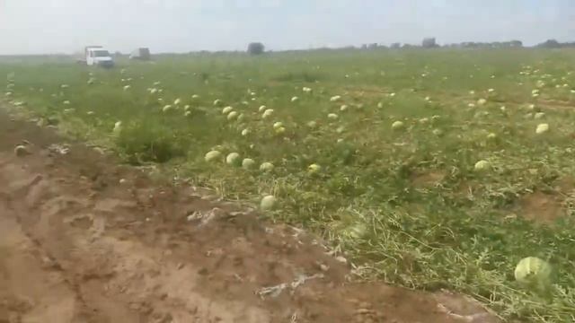 Арбуз Каристан 7р смотреть онлайн