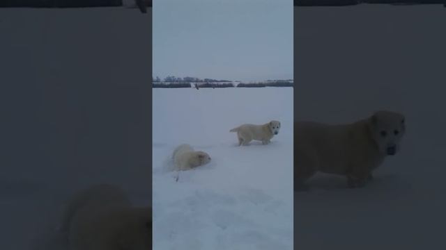Если  брат твой - Алабай.