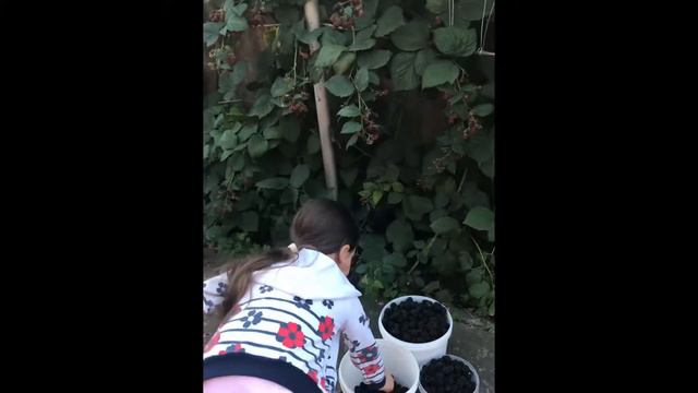 Собираем ежевику😅 смотреть онлайн