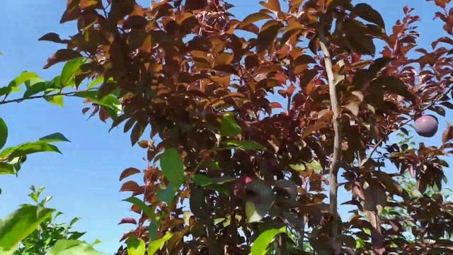 Голливуд и Писсарди смотреть онлайн