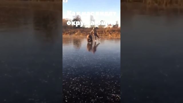 Как на улице видят прохожие владельцев минипигов. #МояХрюня #клубминипигов #minipig #blackhog