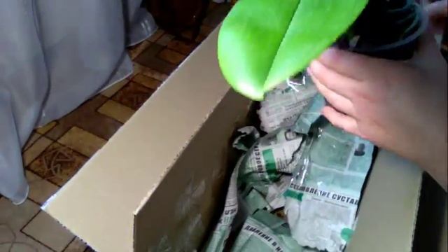 ДИКИЙ КОТ  и ЗИГОПЕТАЛУМ  почтой. Моя супер посылка