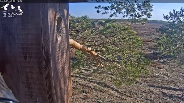 ALs meistarīgi noķer kameni no būra. 2.05.2018 смотреть онлайн