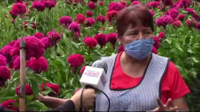 Cultivo de flor de cempasúchil y tercio pelo. смотреть онлайн