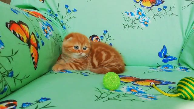 Шотландские котята питомник Lanssary http://lanssary.com смотреть онлайн
