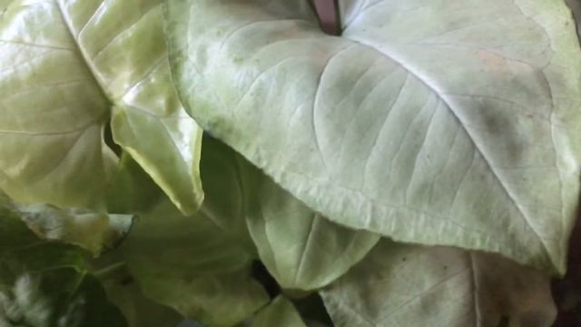 New Plants :Syngonium смотреть онлайн