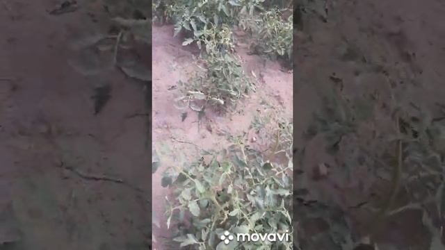 Мой огород после отпуска смотреть онлайн