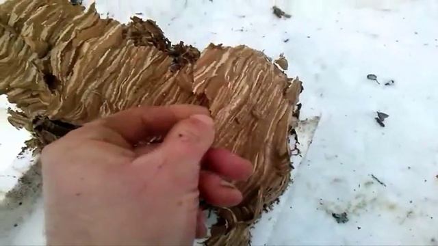 Какое гнездо у шершней. смотреть онлайн