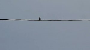 Ловля реполовов на западню. 24.03.2023 год.