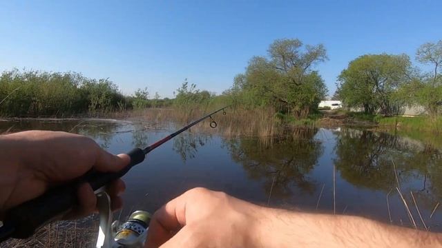 Ловим Китайскую трегубку на микро колебалки и вертушки в маленьком заливе. Рыбалка на Амуре смотреть онлайн