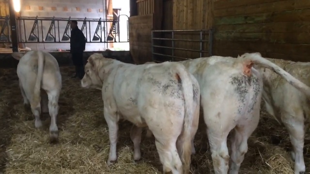 Голубая порода КРС выведена в Бельгий. Продажа бычков на откорм! +79656176005 WhatsApp пишите. смотреть онлайн