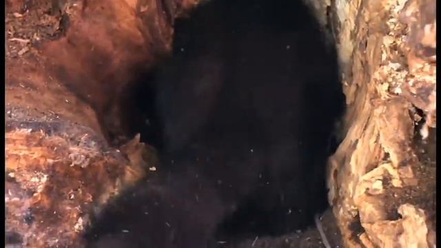 Соболь врывается смотреть онлайн