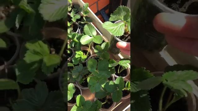 Сезон 2021 саженцы с ЗКС смотреть онлайн