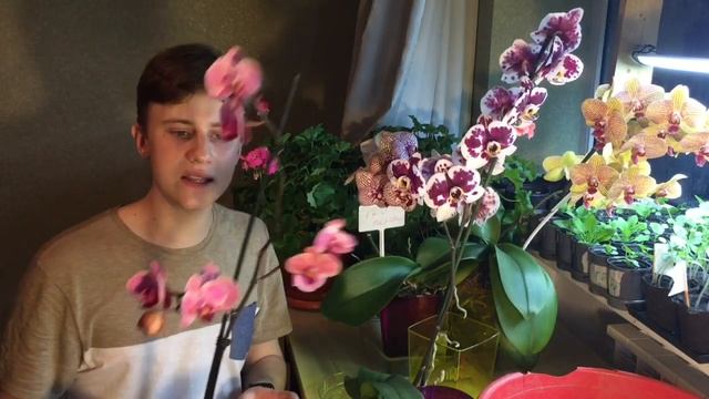 Как ПРАВИЛЬНО пересадить новую орхидею\ Пересадка орхидеи\ Как выбрать орхидею. смотреть онлайн