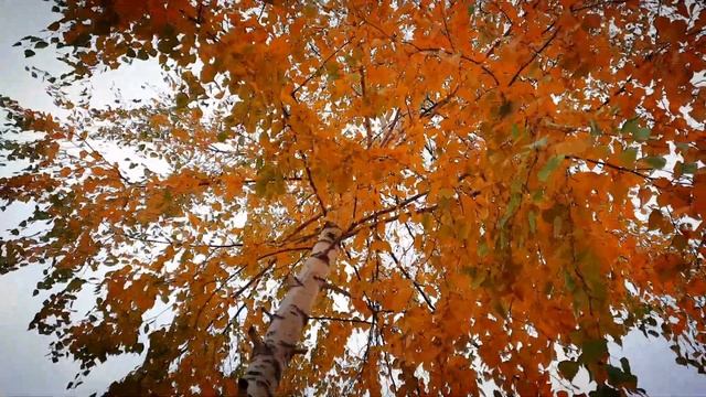 Осенняя берёзка на опушке леса смотреть онлайн