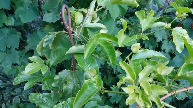 Пассифлора эдулис. Первая завязь смотреть онлайн