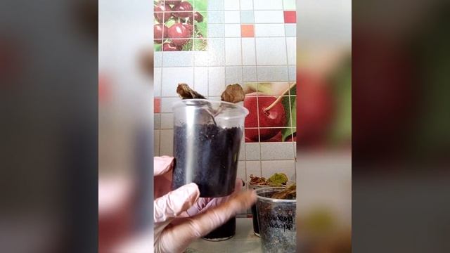 # 033 Период покоя у глоксиний. Хранение клубней зимой смотреть онлайн