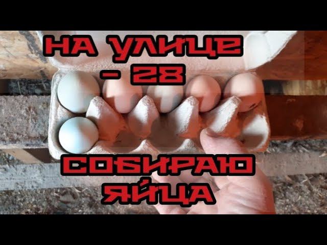 на улице - 28. куры, курятник, собираю яйца.... смотреть онлайн