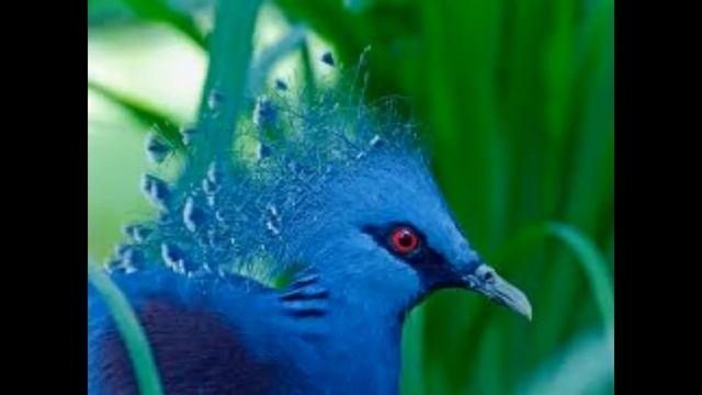 Птица удачи. смотреть онлайн