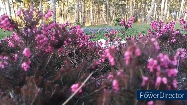 Вересковый куст смотреть онлайн