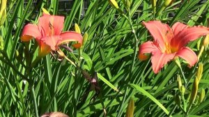 Hemerocallis ´Pink Damask´