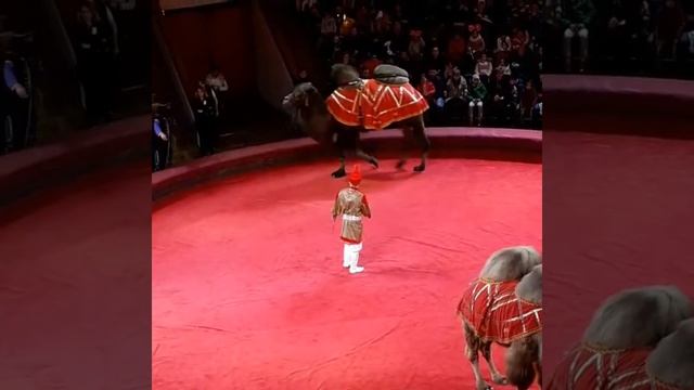 Цирк в Баку смотреть онлайн