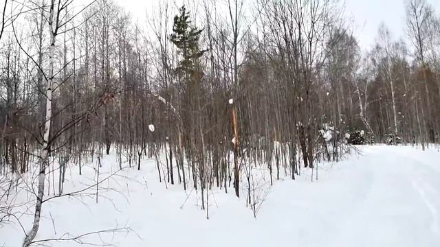 Сколько же лосей - прогулка за деревню смотреть онлайн