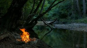 Корни шиповника лечебные свойства и противопоказания