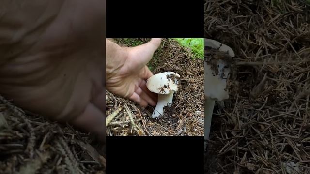 ЭТО ТОТ ГРИБ, ЗА КОТОРЫЙ 9 ЛЕТ ТЮРЬМЫ ДАЮТ? БЕЛЫЙ ПОДОСИНОВИК АЛЬБИНОС?