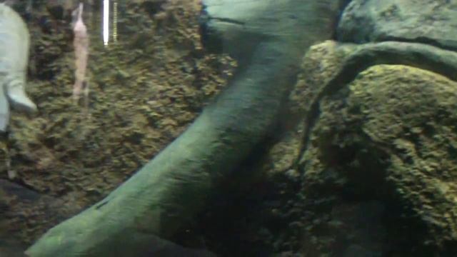 Океанариум в Воронеже часть 1. смотреть онлайн