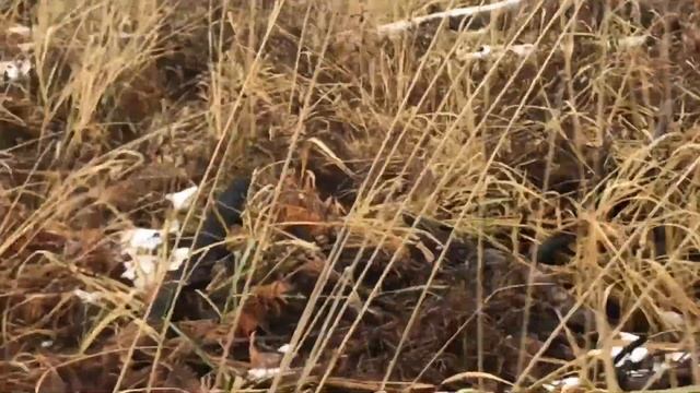 Глухарь,Осенняя ходовая охота на глухаря 2020 смотреть онлайн