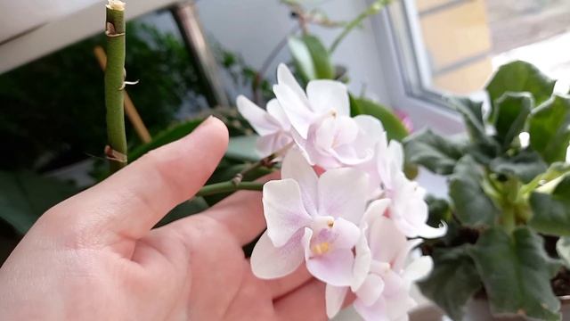 Цветёт жасмин ?Проснулись каладиумы ? смотреть онлайн