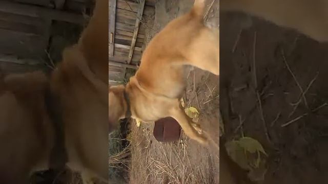 Моя собака, ротвелер смесь с алабаем!) смотреть онлайн