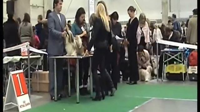FCI-CACIB КИЕВ 10.12.2011 ШИ-ТЦУ ч.3 смотреть онлайн