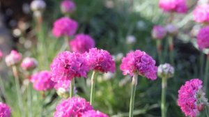 Армерия приморская (Armeria maritima)
