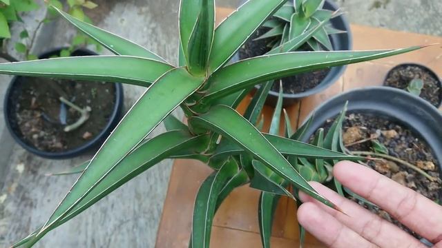 Sansevieria Langka. Inilah Penampakan Nenek Moyang Sansevieria Ehrenbergii Samurai Dwarf смотреть онлайн