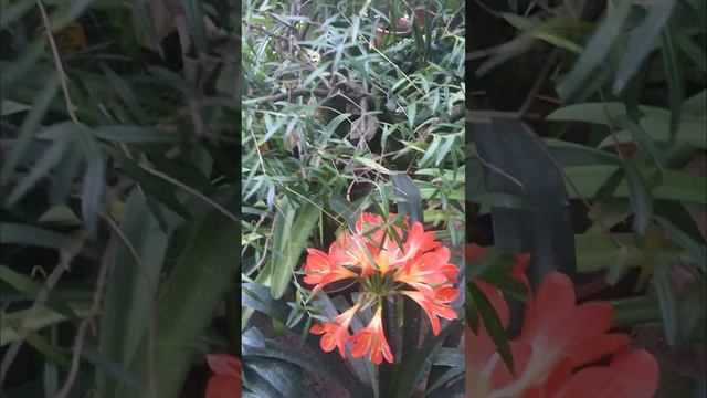 Ботанический сад Петра Великого. Субтропики. смотреть онлайн