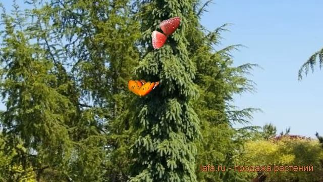 Ель канадская Пендула (picea pendula) ? канадская ель Пендула обзор: как сажать, саженцы ели Пендул смотреть онлайн
