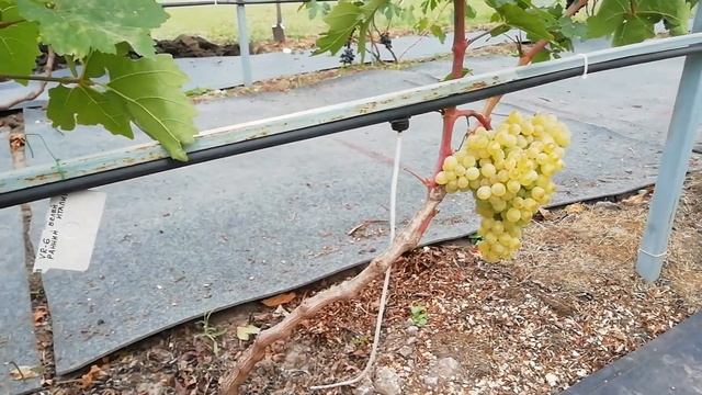 Ранний виноград.Первый урожай. Белоснежка, К-ш VR-6(Италия), Д-1(Розмалин), Преображение 8.09.2022г смотреть онлайн