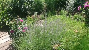 Розы в саду. Обзор сада (Июнь 2020)