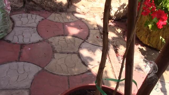 КОФЕЙНОЕ ДЕРЕВЦЕ. ХОРОШО ВО ДВОРЕ, НО ПОРА В ОРАНЖЕРЕЙКУ! смотреть онлайн