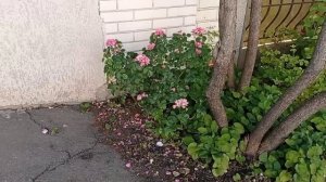 Розы на входной группе. Мой вход в дом - самый красивый на  нашей улице!