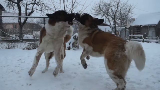 МС смотреть онлайн