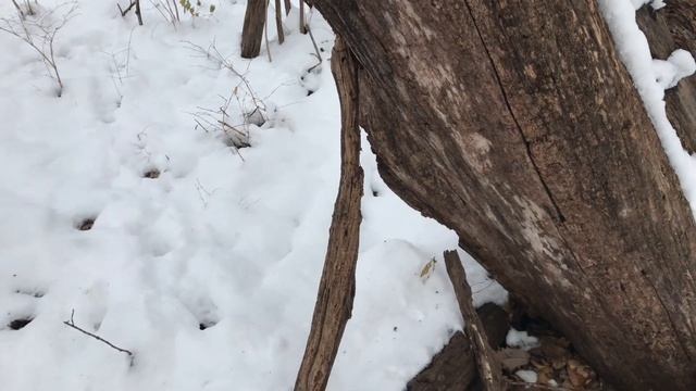 Bushcraft Shelter Forts in the Woods after a Heavy Snow смотреть онлайн