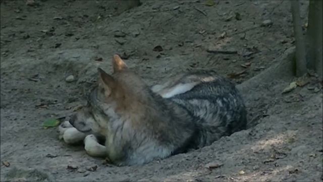 JVC GZ-R415 Video (Wildpark Langenberg 28.08.2016) смотреть онлайн