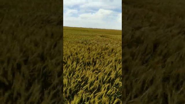 Состояние озимой пшеницы на 11.06.2020 сорта Аскет и Изюминка смотреть онлайн